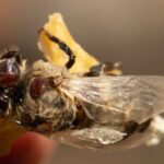 Bekämpfung der Varroa-Milbe